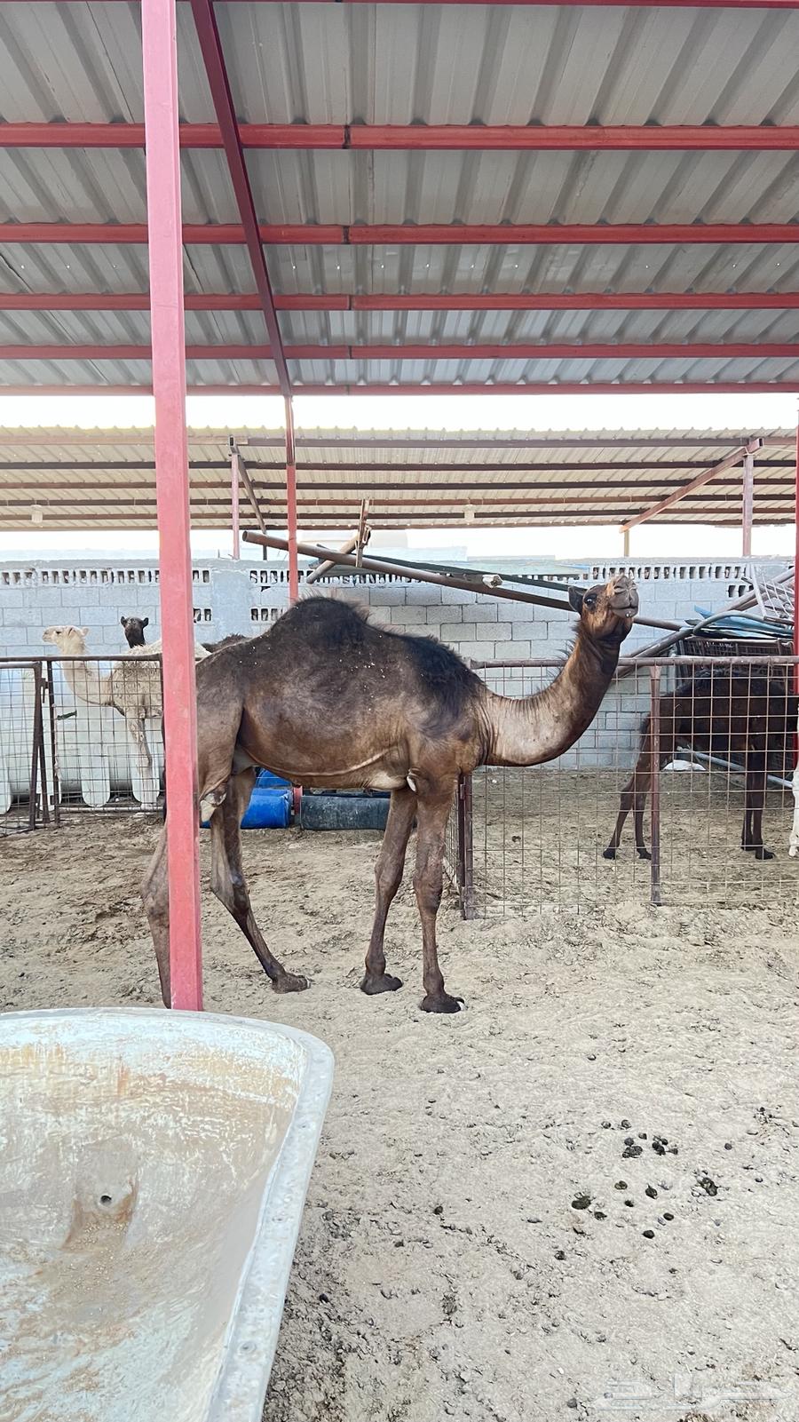 قعدان للبيع63667536603137113