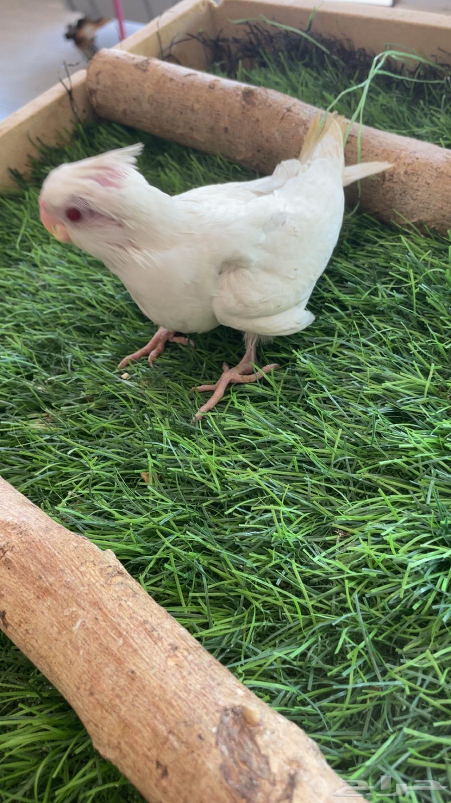 Pine Pigeon Chick (Sold)63655626356227113