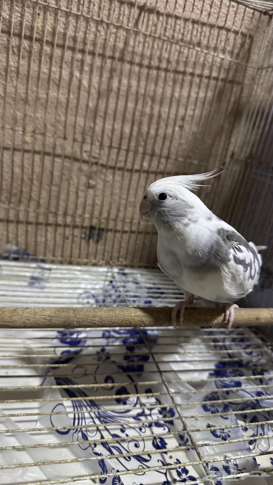 كروان و بادجي63656210016513113