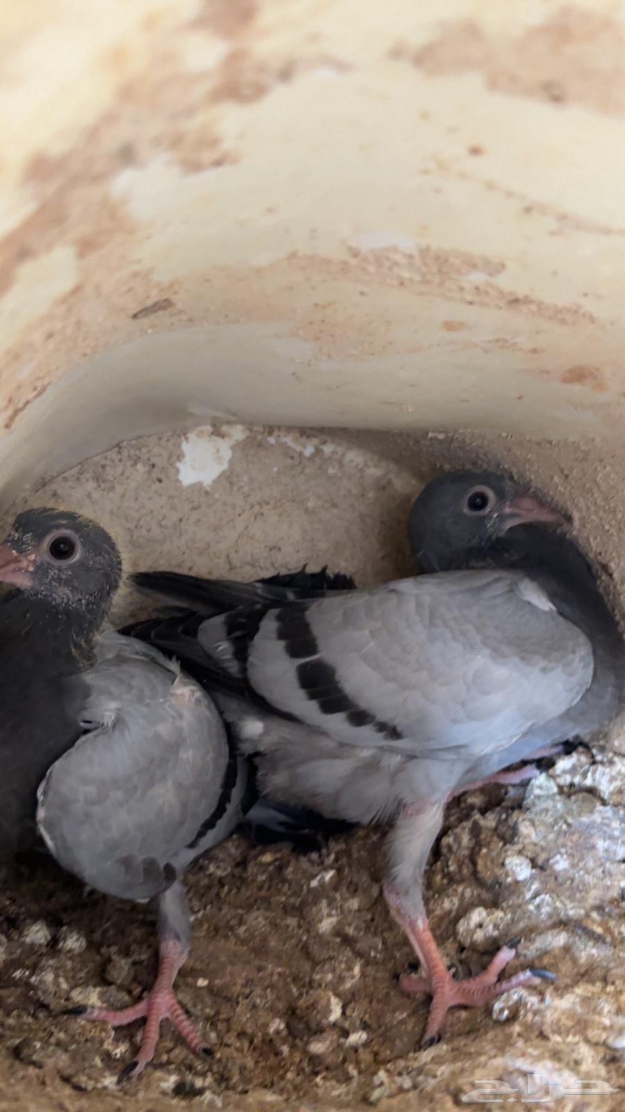 Pigeon Bath63655625712387111