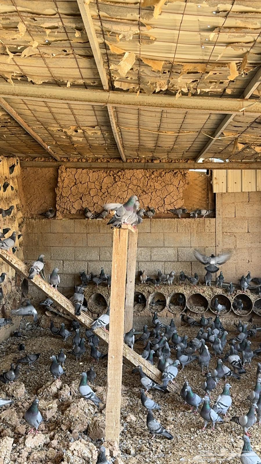 Pigeon Bath63655625712387114