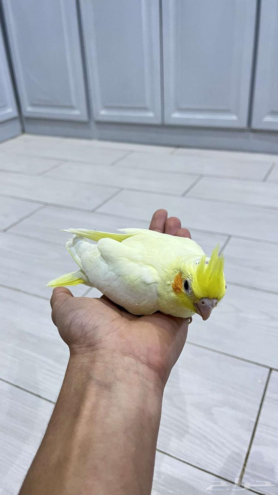 Crown Chickens and Rose63657497812355113