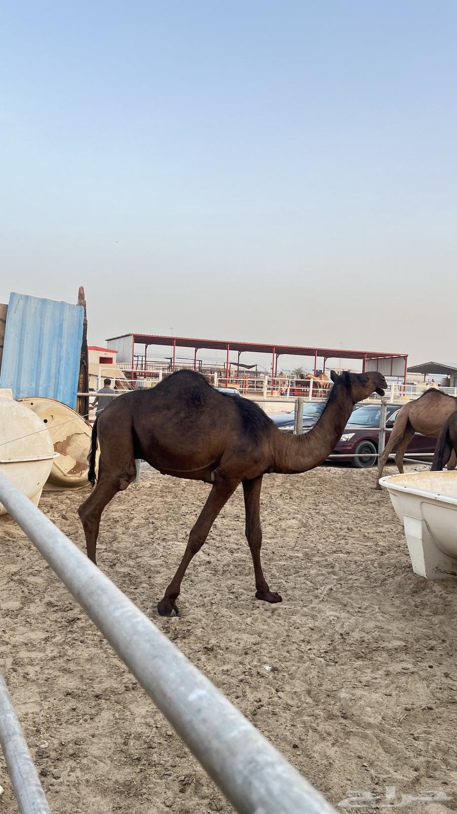 قعدان للبيع63667536603137110