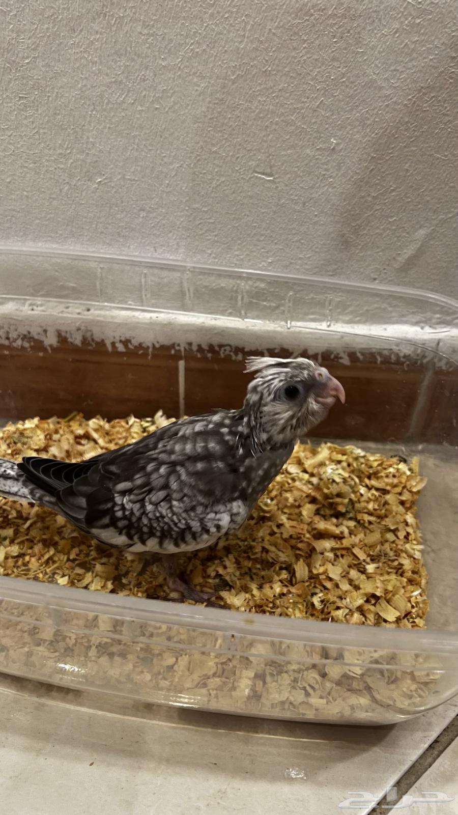 Dutch White Face Crane Chick63655713355137114