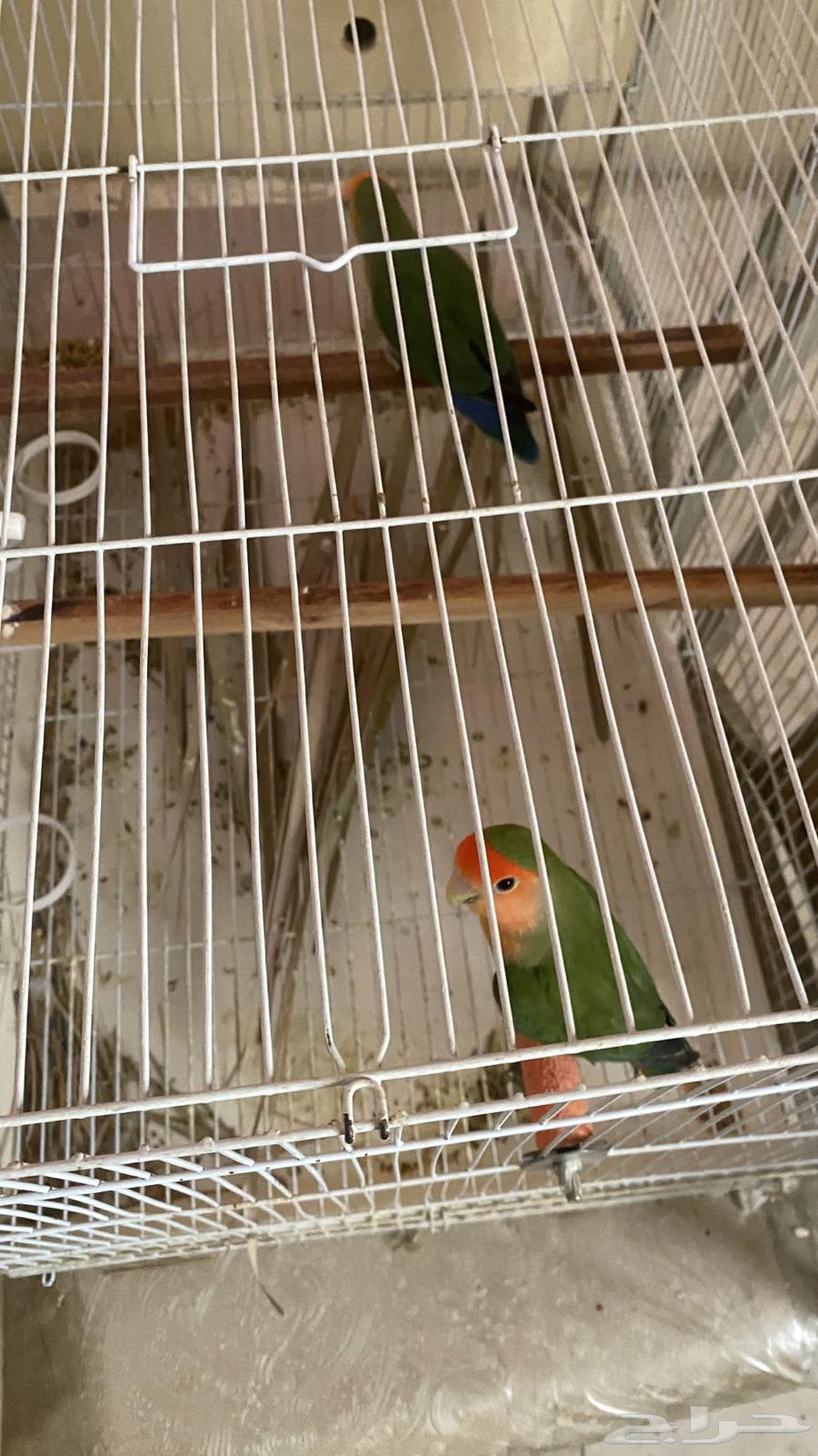 Bird Pair for Sale63655702931714110