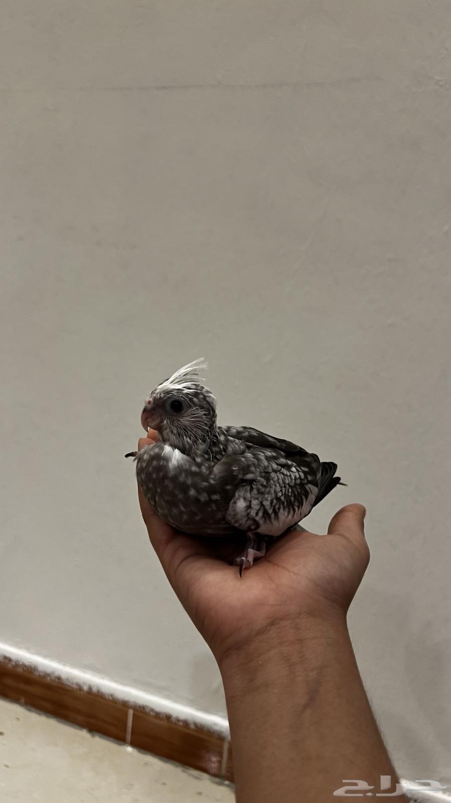 Dutch White Face Crane Chick63655713355137110