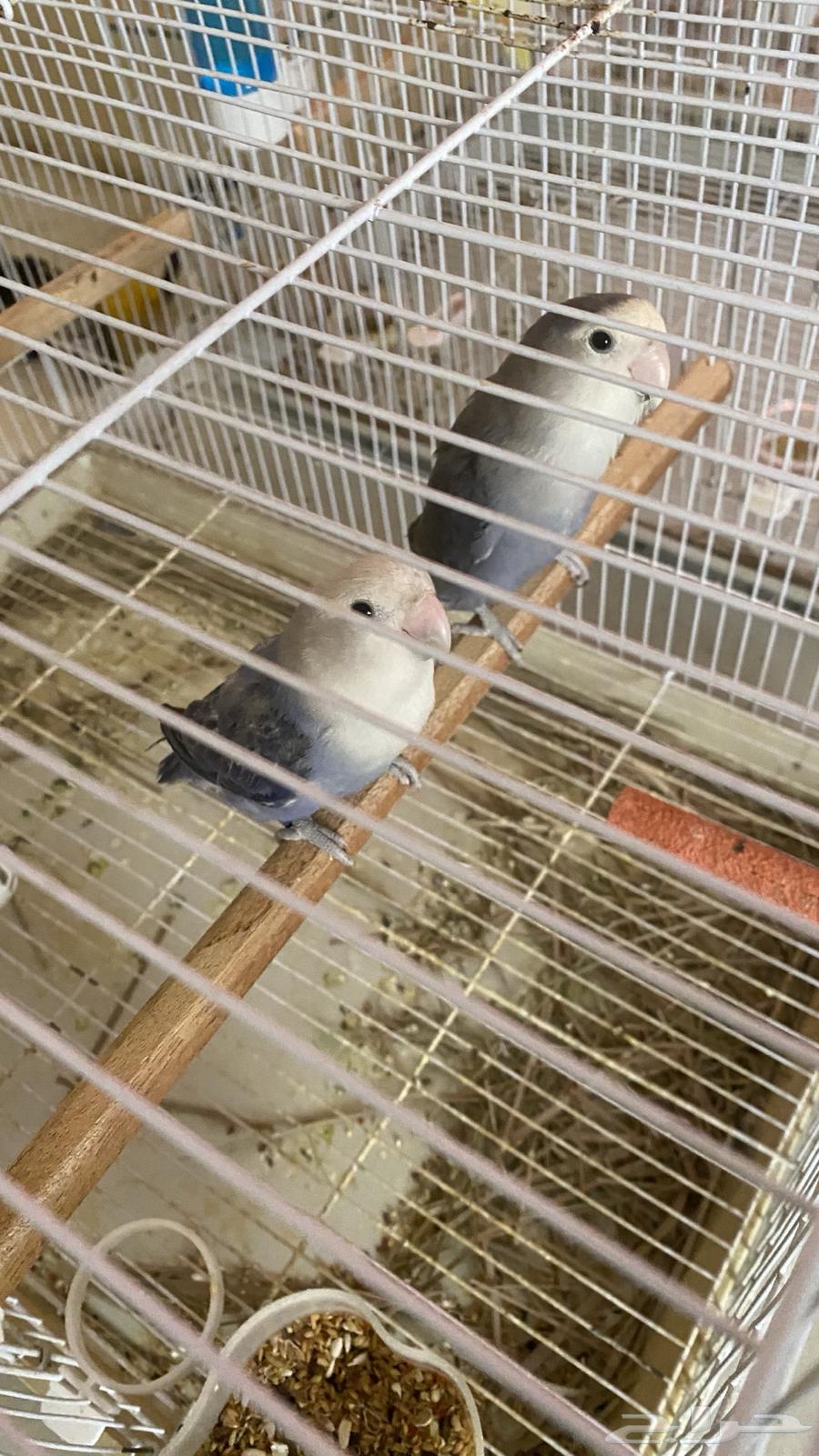 Bird Pair for Sale63655702931714112