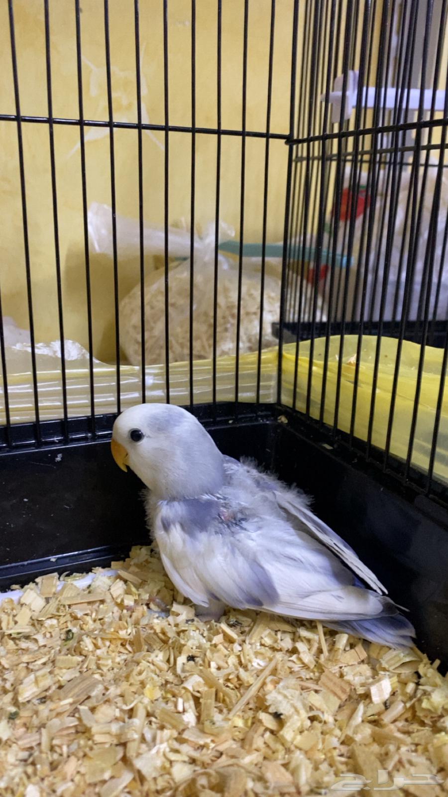 Albino chick for sale63667539640067112