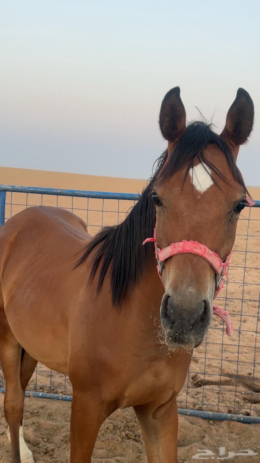 Authentic Arabian Colt63655701485185113