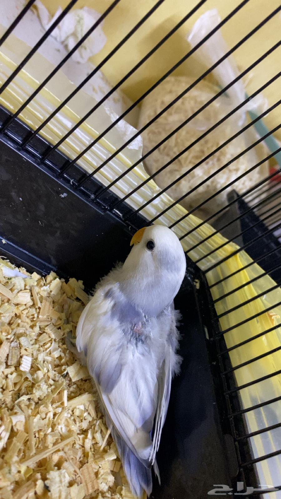 Albino chick for sale63667539640067111