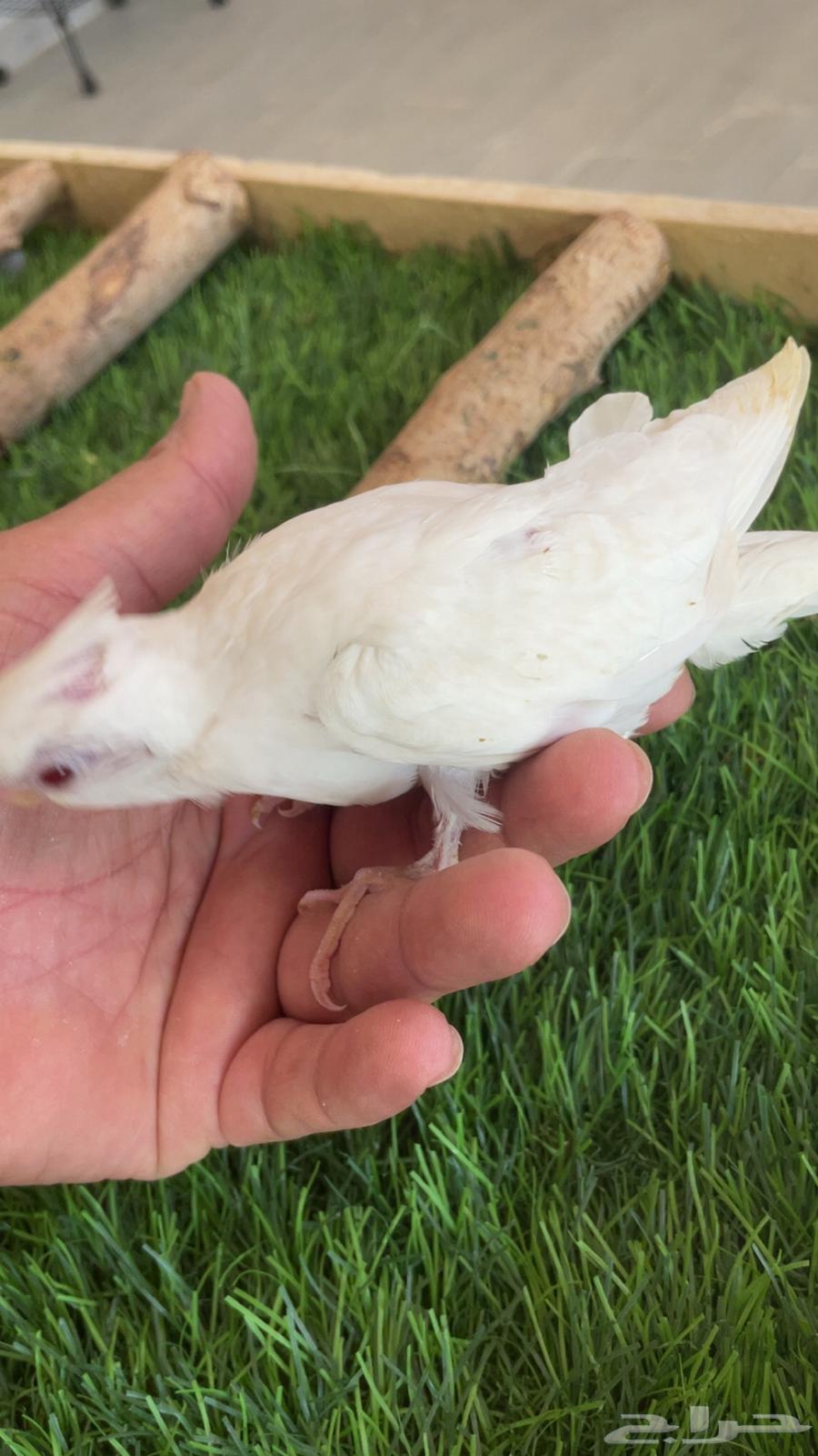 Pine Pigeon Chick (Sold)63655626356227112