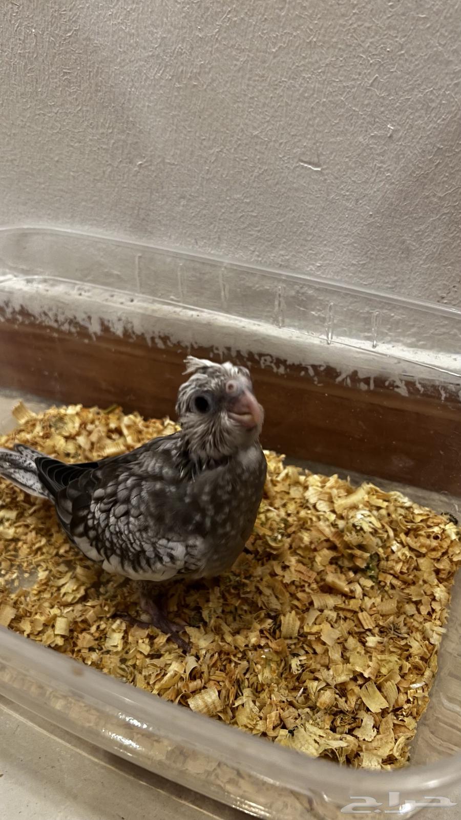 Dutch White Face Crane Chick63655713355137113