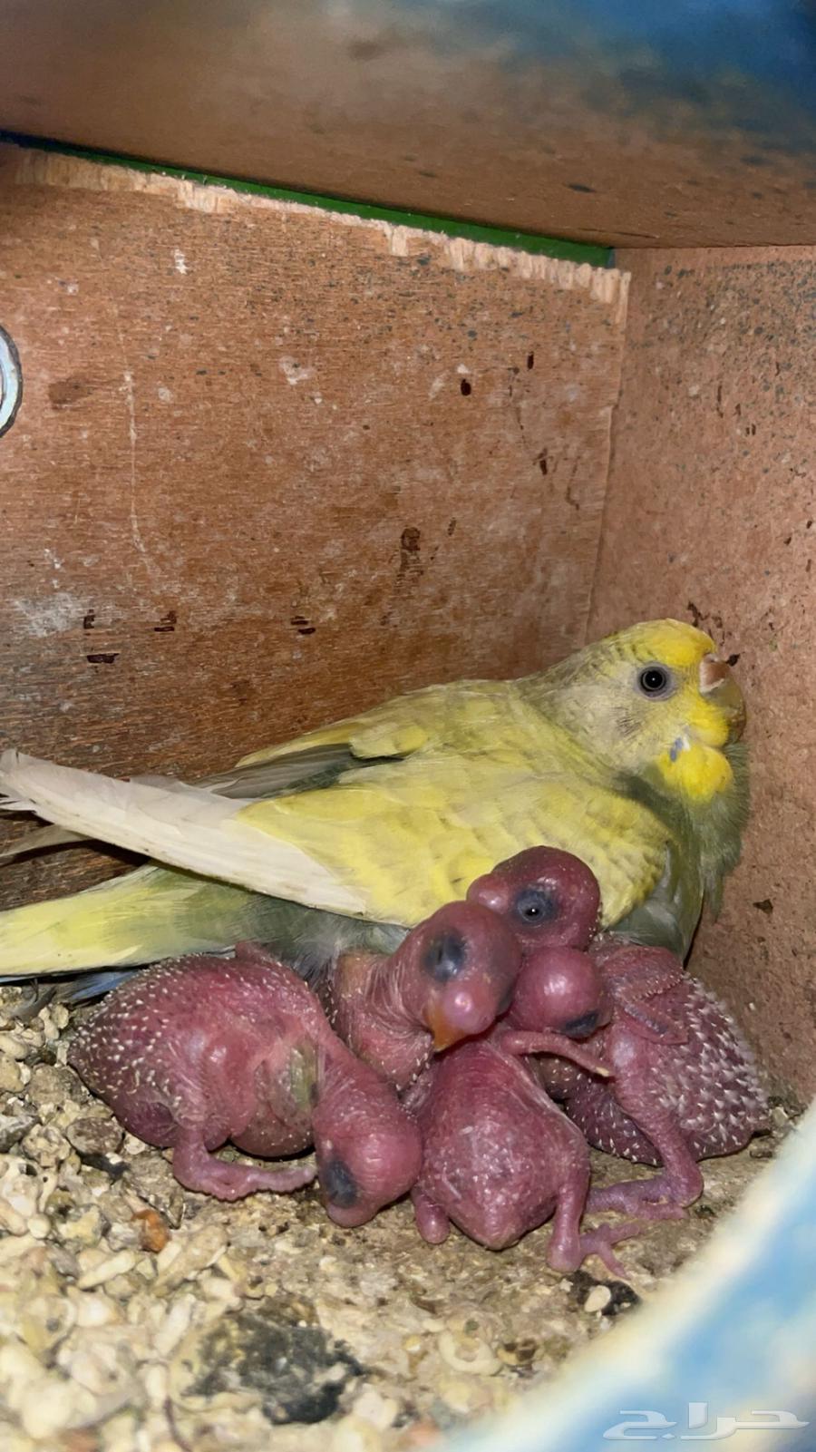 ازواج باجي منتجه للبيع64403168794498112