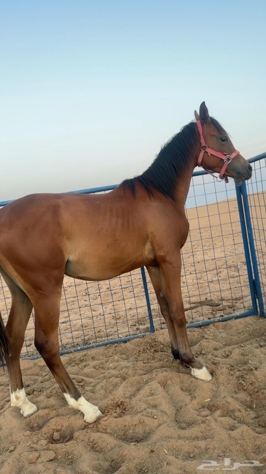 Authentic Arabian Colt63655701485185111