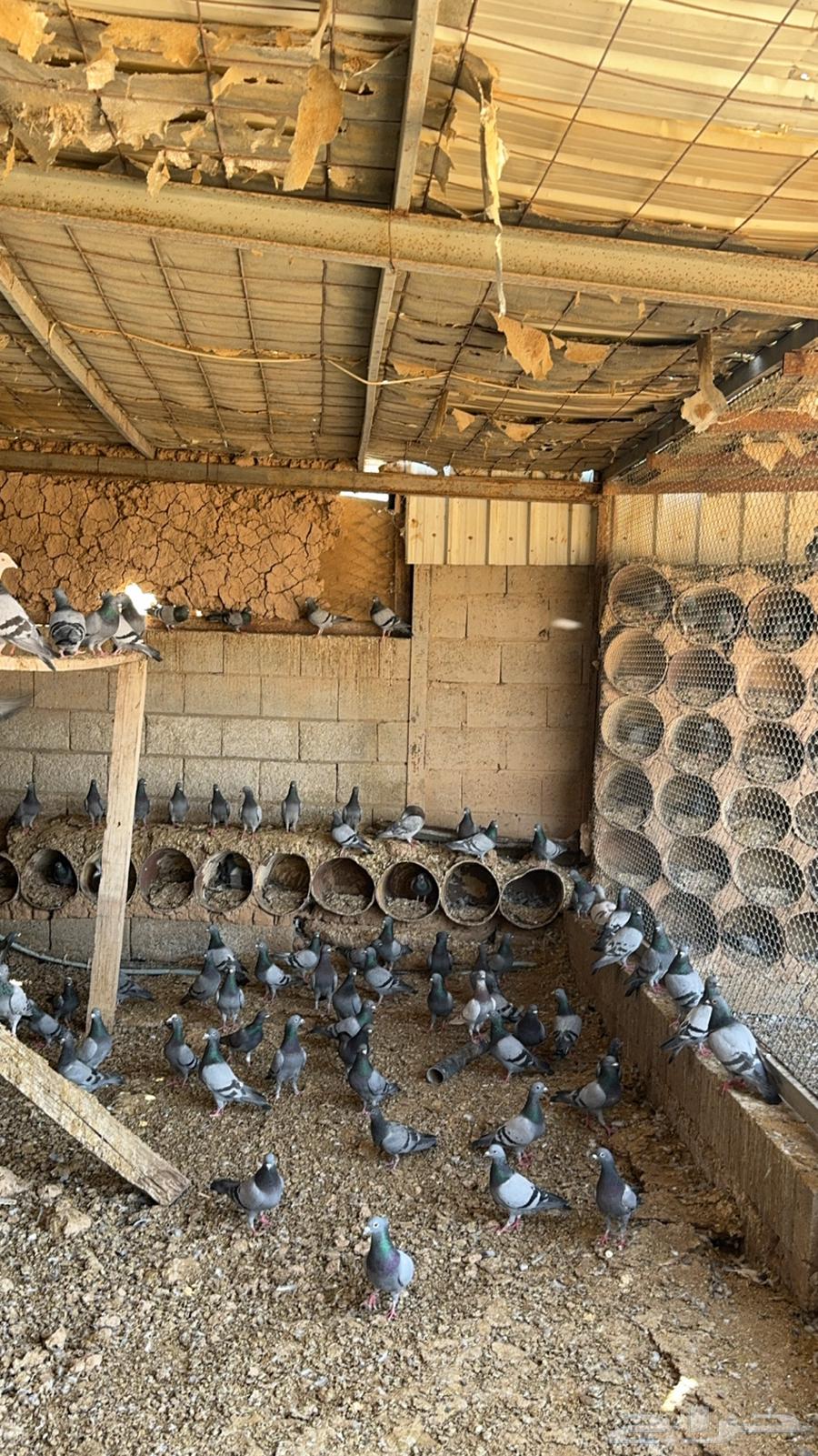Pigeon Bath63655625712387113