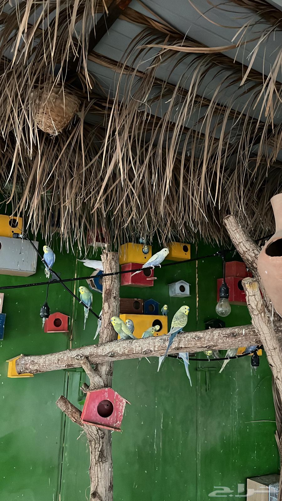 ازواج باجي منتجه للبيع64403168794498110