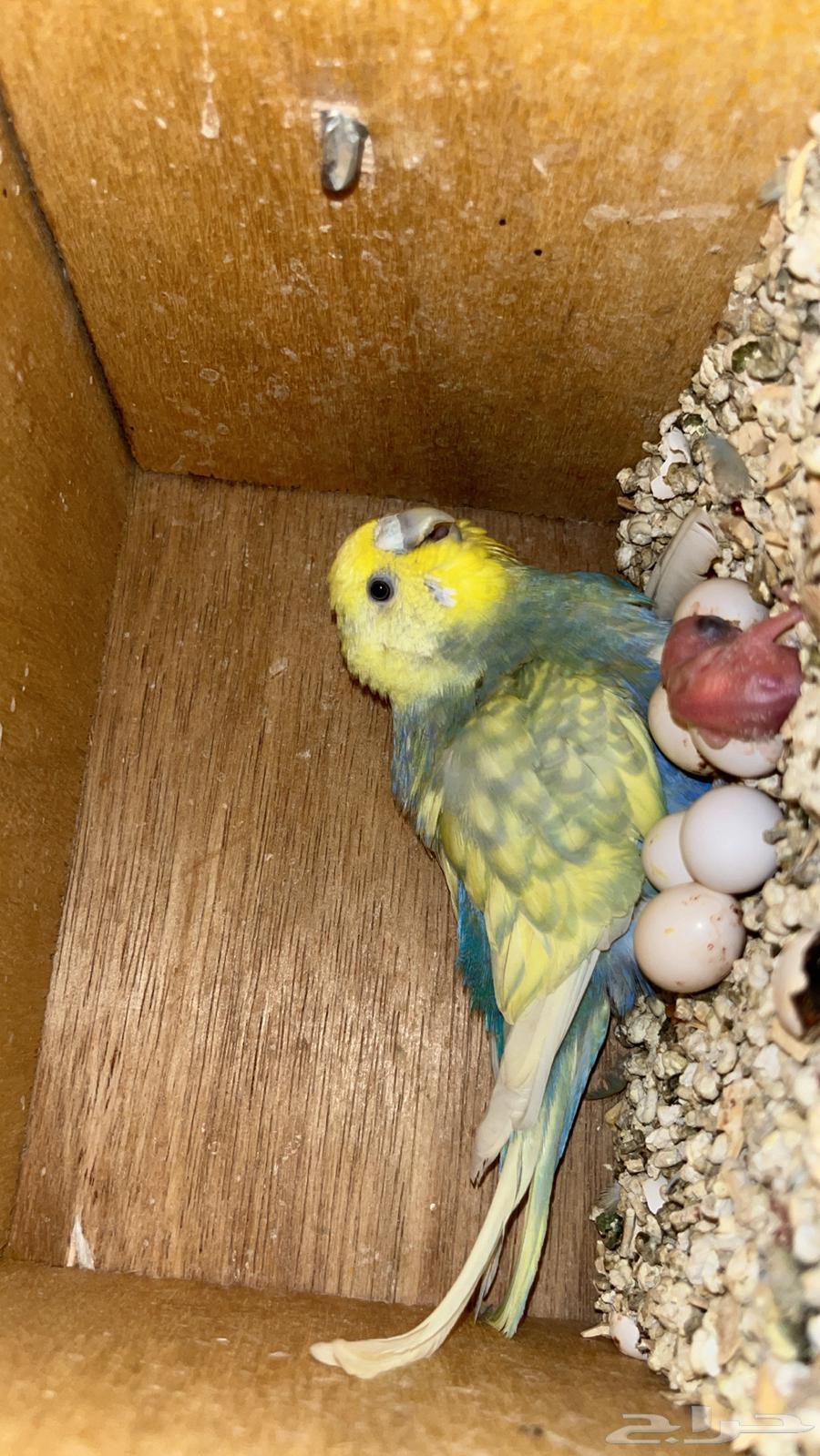 ازواج باجي منتجه للبيع64403168794498111