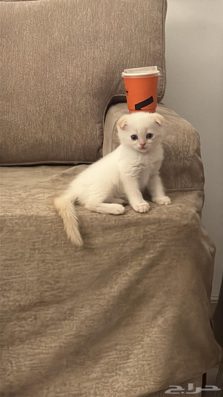 Kittens for sale63667540218626113