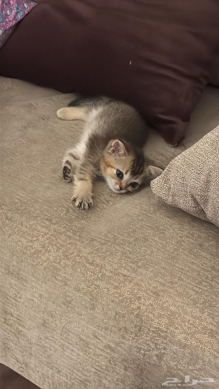 Kittens for sale63667540218626110