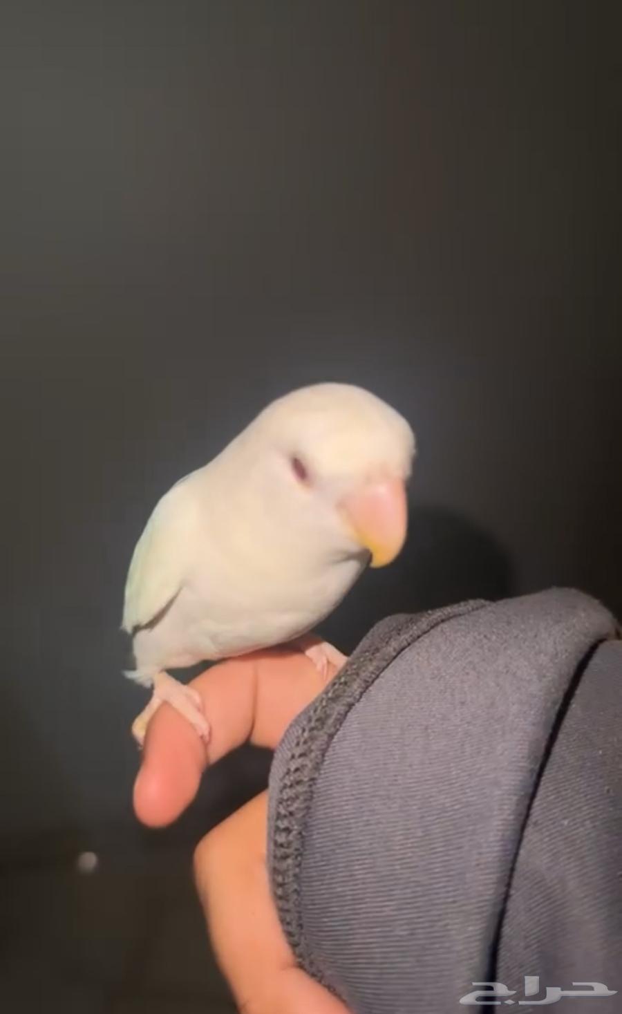 For sale, 7-month-old hand-raised chick63655715448579110