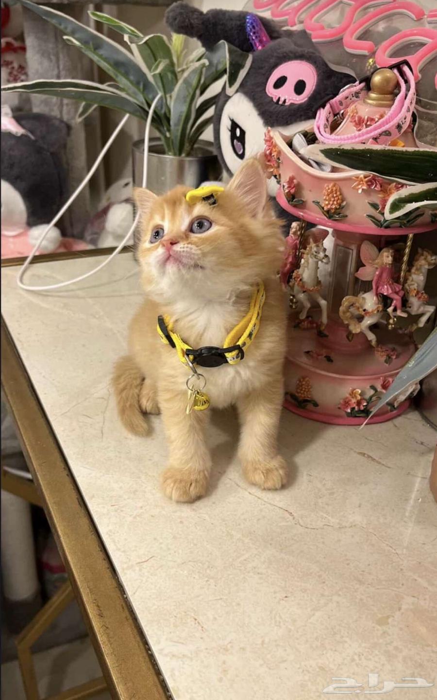 Kitten for sale63656372953090110