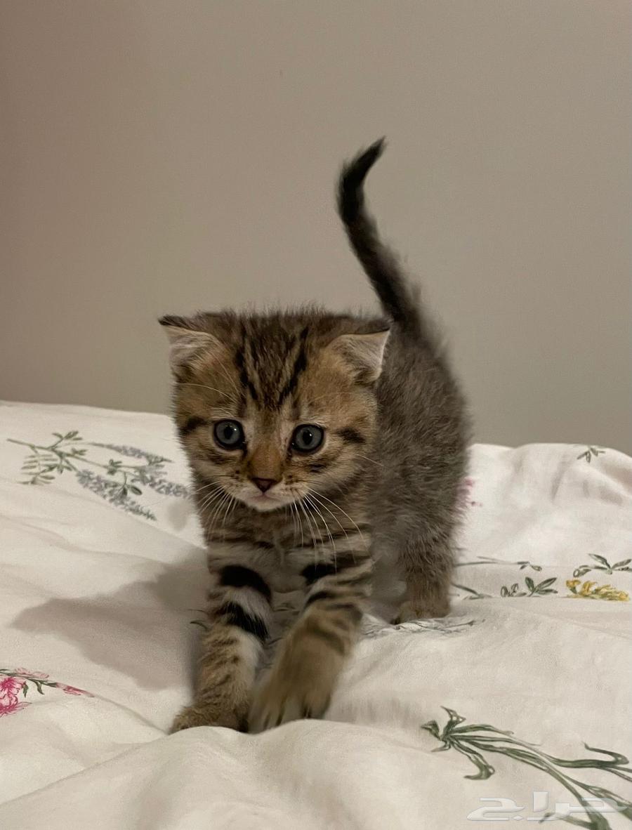 Kittens for sale63655611543042111