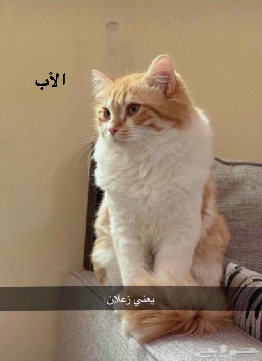 تبني قط (كتن) مهجن شيرازي63386962140673112
