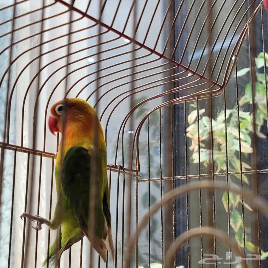 Crown and Fischer Parrots for Sale63655702652163113