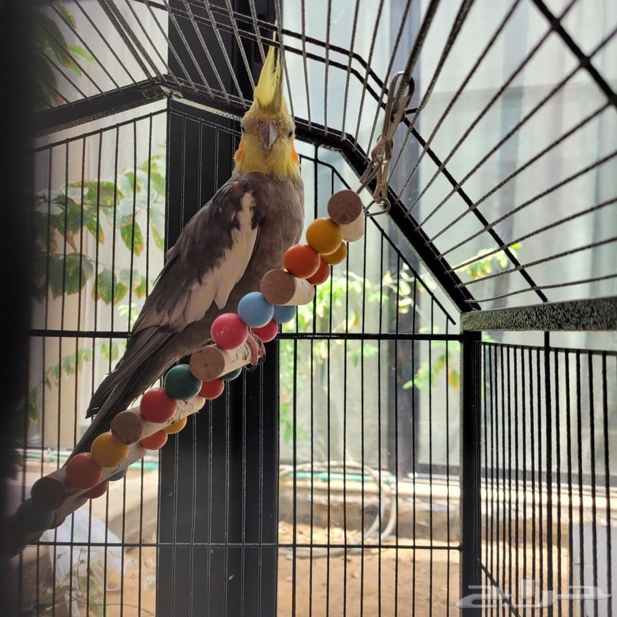 Crown and Fischer Parrots for Sale63655702652163111