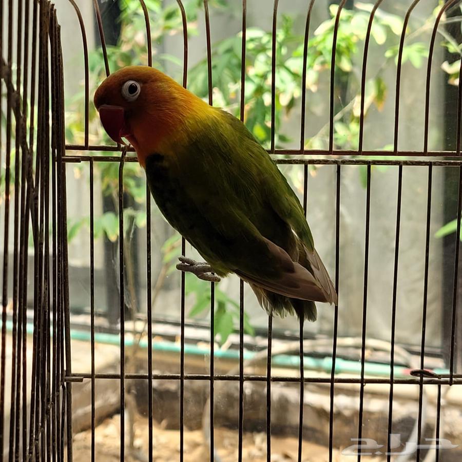 Crown and Fischer Parrots for Sale63655702652163112