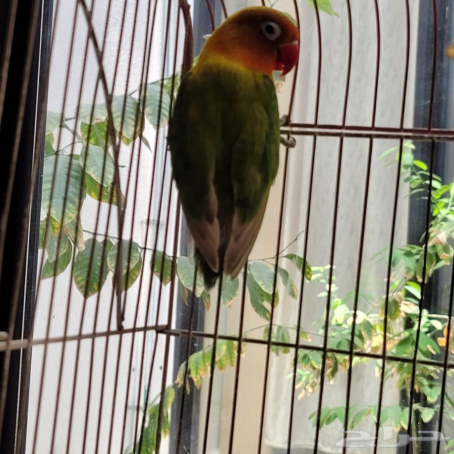 Crown and Fischer Parrots for Sale63655702652163114