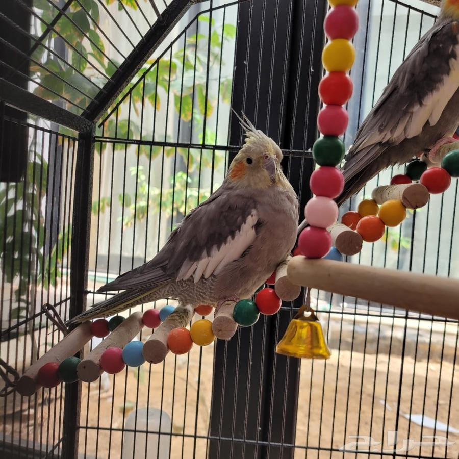 Crown and Fischer Parrots for Sale63655702652163110
