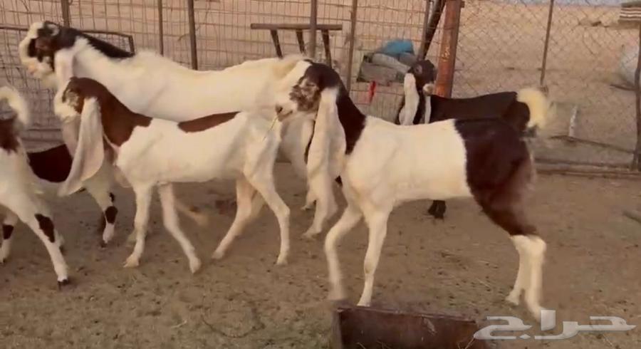 For sale, Hijazi goats of the finest quality, halal and well-trained63657595525379112