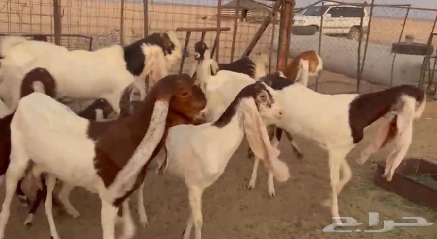 For sale, Hijazi goats of the finest quality, halal and well-trained63657595525379110