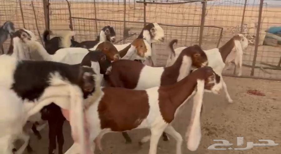 For sale, Hijazi goats of the finest quality, halal and well-trained63657595525379113