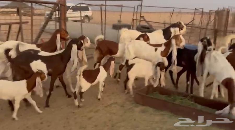 For sale, Hijazi goats of the finest quality, halal and well-trained63657595525379111