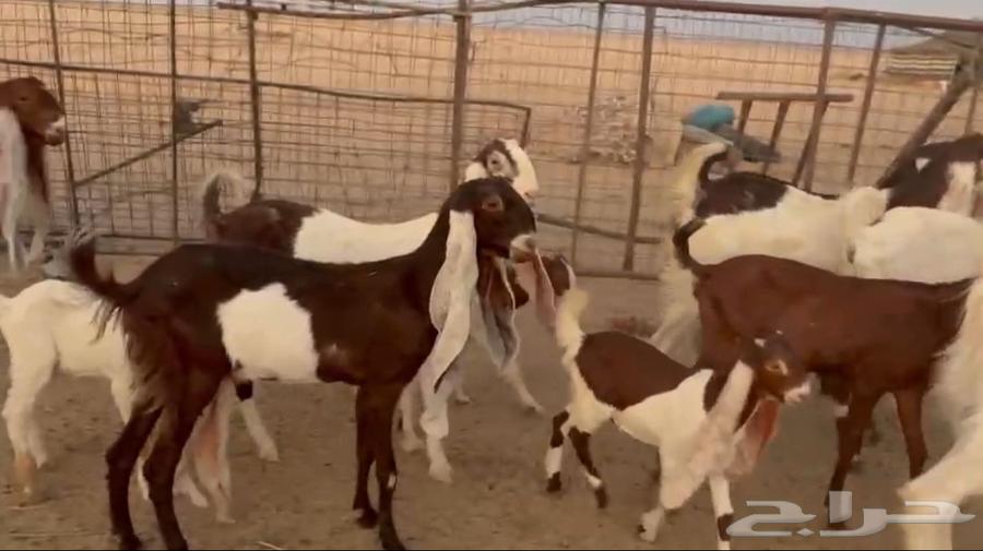 For sale, Hijazi goats of the finest quality, halal and well-trained63657595525379114