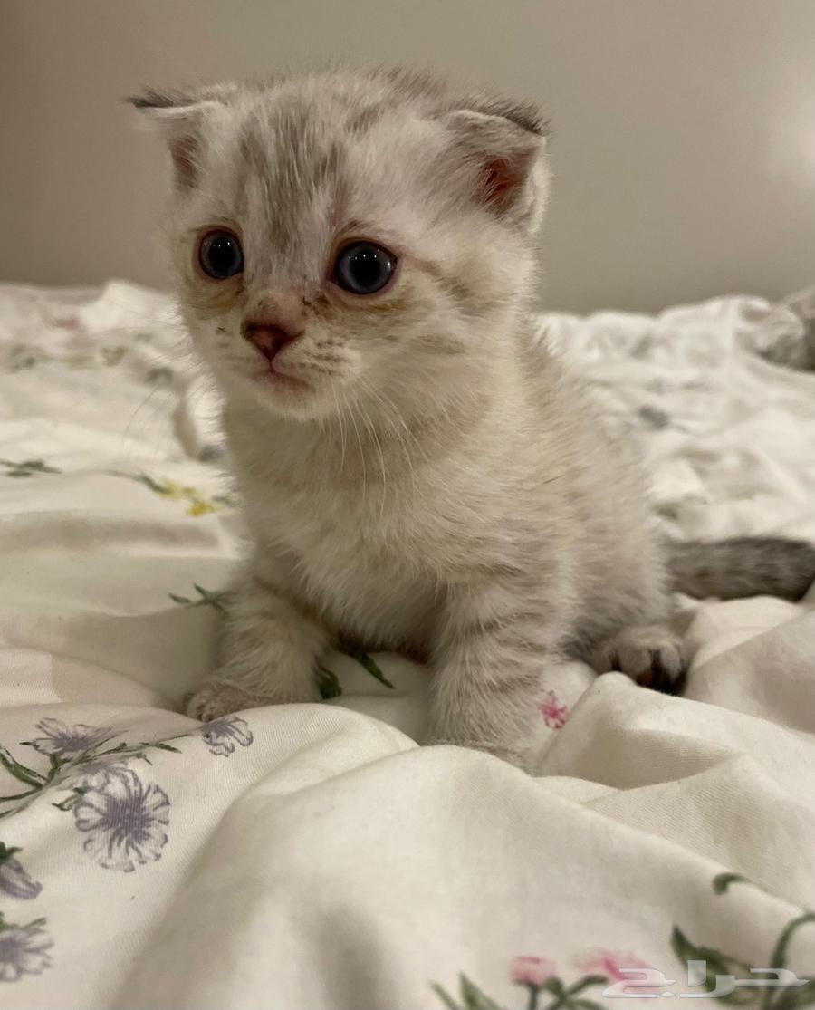 Kittens for sale63655611543042114