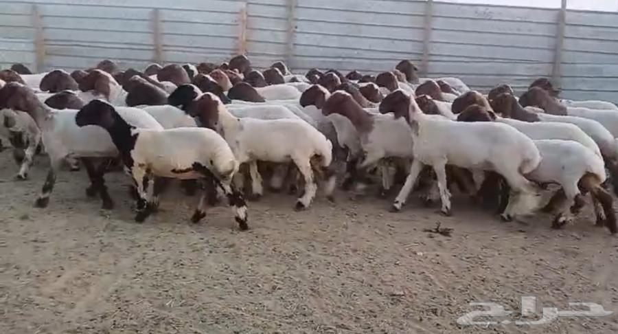 جذعات نعيم دبس فااخره العدد 6063657593216003111