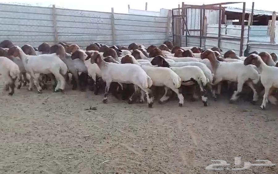 جذعات نعيم دبس فااخره العدد 6063657593216003112
