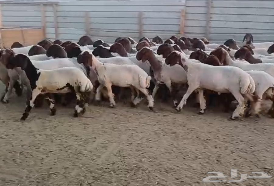 جذعات نعيم دبس فااخره العدد 6063657593216003110