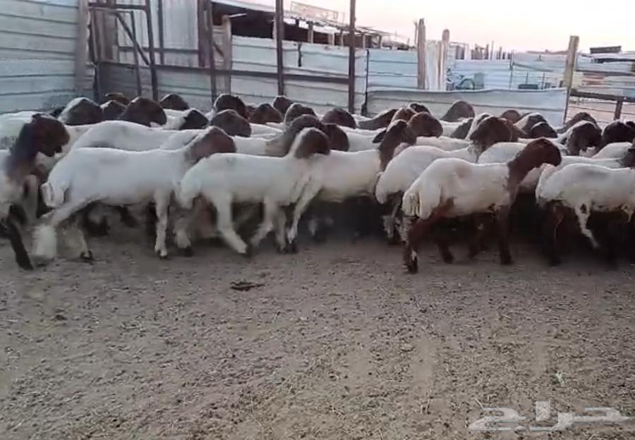 جذعات نعيم دبس فااخره العدد 6063657593216003113