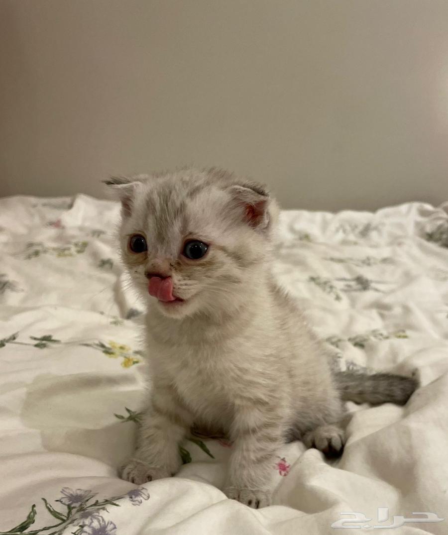 Kittens for sale63655611543042113