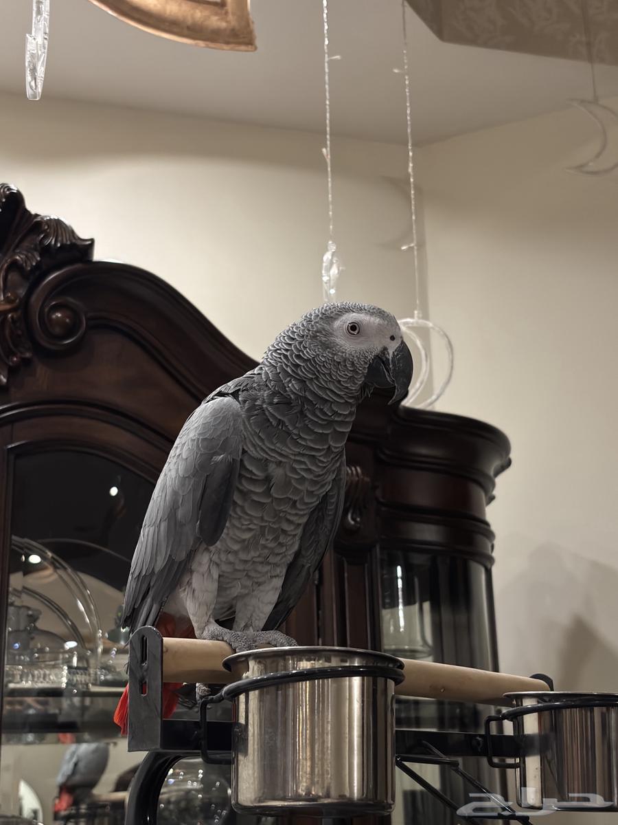 Parrot, I won't accept a substitute63656792998915114