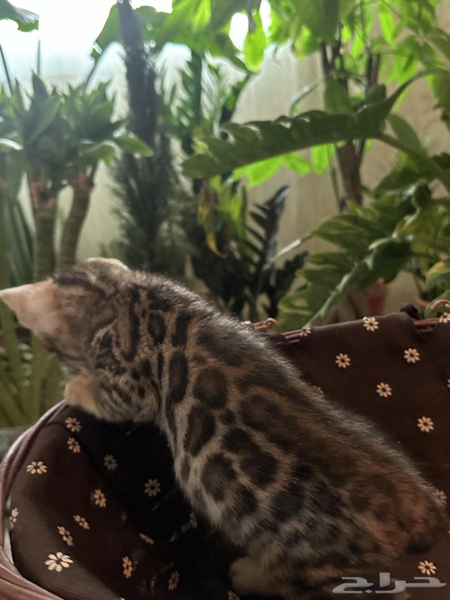 Bengal Cats Strong Levels for Sale Ready for Pickup63656535010819113