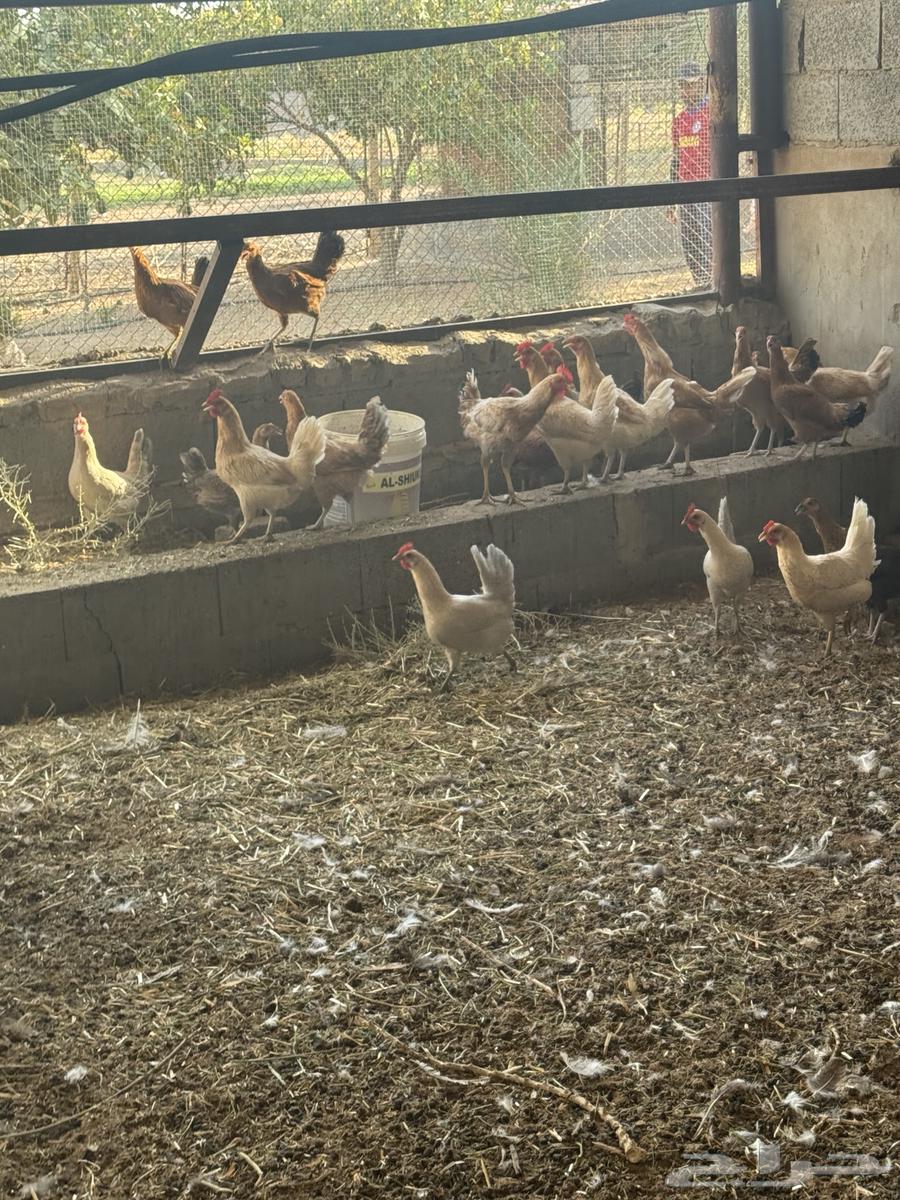 For sale: local and Fayoumi chickens63655611456258112