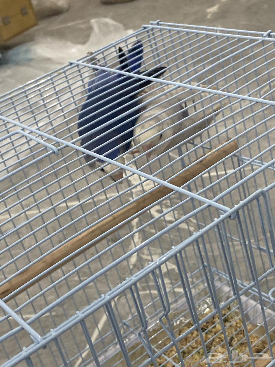 Rose pair for sale63667537929346112