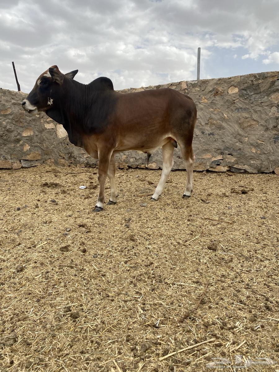 Fat bull calf for sale63657150059137110