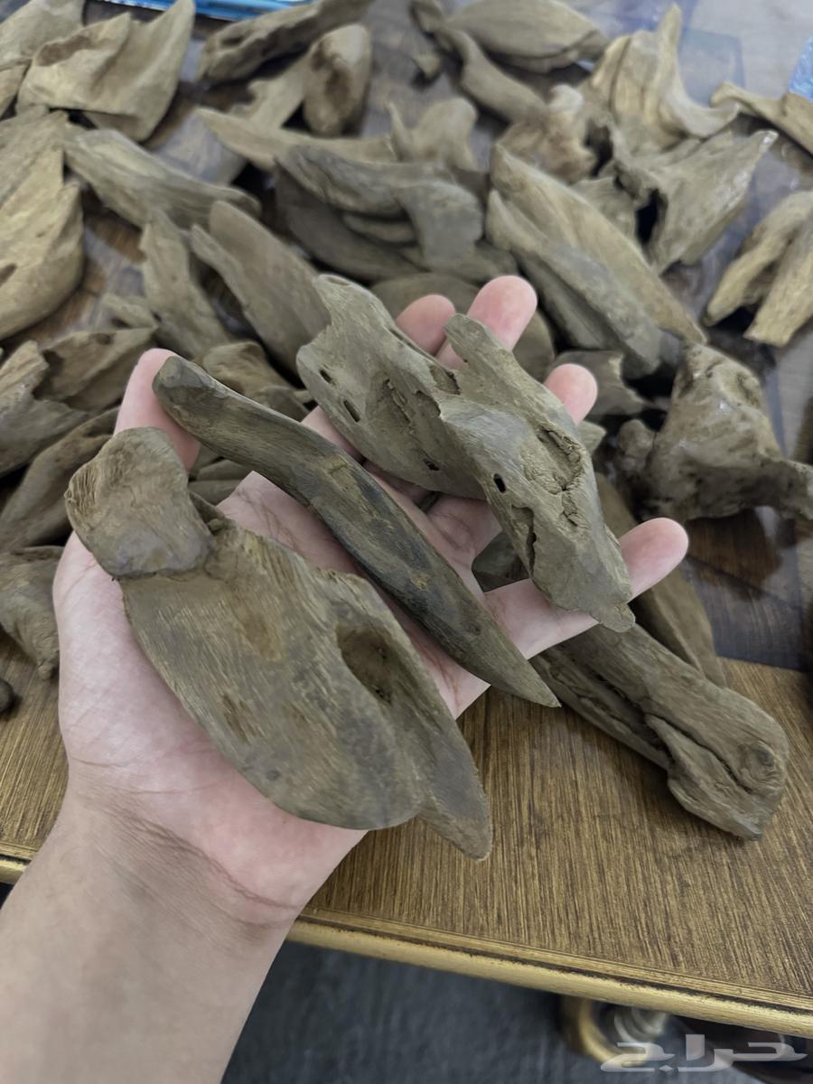 Moroccan Agarwood Double Super High Natural Asqoun63656451715970112