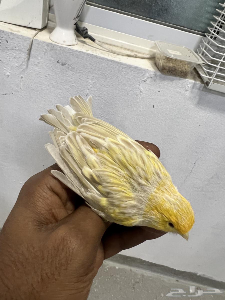 كناري تغريد (تم البيع)63655713543681114